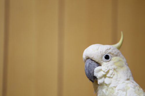 Lesser Sulphur-crested cockatoo