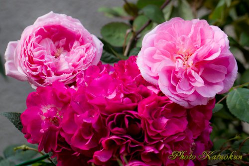 Florist&Gardener's Roses