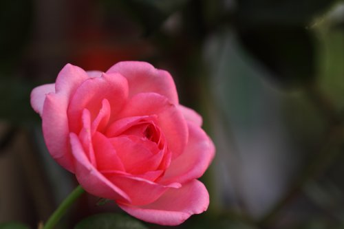 La Rose de Molinard