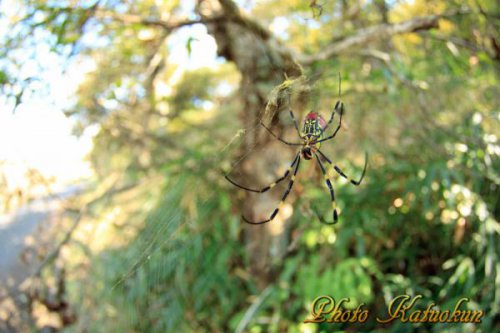 ジョロウグモ  "SATOYAMA" Nephila clavata