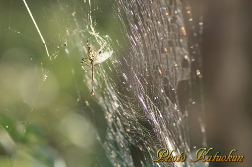 ジョロウグモ  "SATOYAMA" Nephila clavata