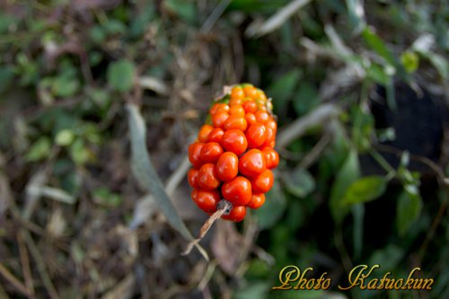 Jack in the pulpit