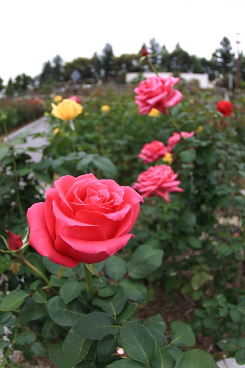 荒牧バラ公園 Aramaki RoseGarden Hyogo 2010 Autumn