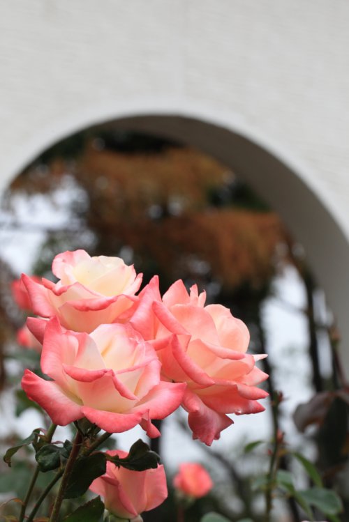 荒牧バラ公園 Aramaki RoseGarden Hyogo 2010 Autumn