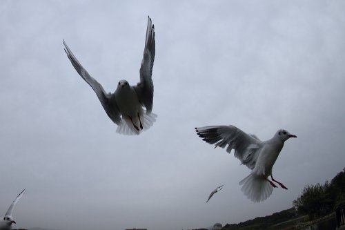 昆陽池 にて  Koyaike park, itami, hyogo, Japan