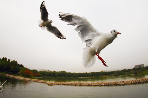 昆陽池 にて  Koyaike park, itami, hyogo, Japan