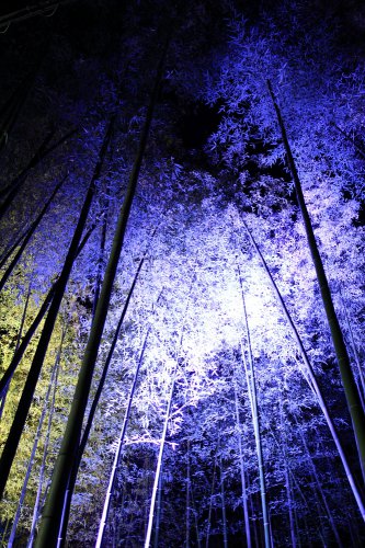 京都・嵐山花灯路　竹林 Arasiyama,Kyoto 