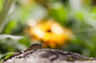 Japanese Grass Lizard