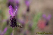 European honey bee