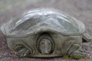 soft-shelled turtle