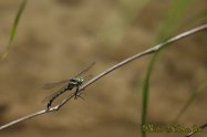 Dragonfly コオニヤンマ