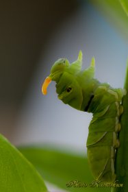 Swallowtail butterfly baby