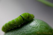 Swallowtail butterfly baby