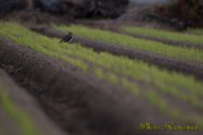 Northern lapwing