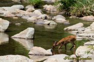 Sika Deer