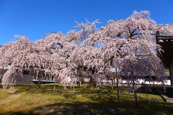 醍醐寺　しだれ桜　 "Daigoji" Kyoto Japan