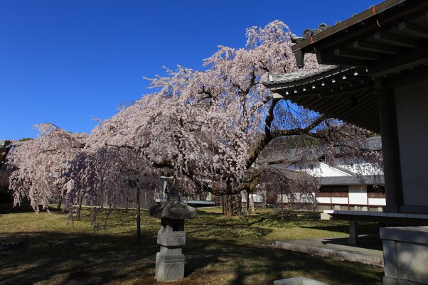 醍醐寺　しだれ桜　 "Daigoji" Kyoto Japan