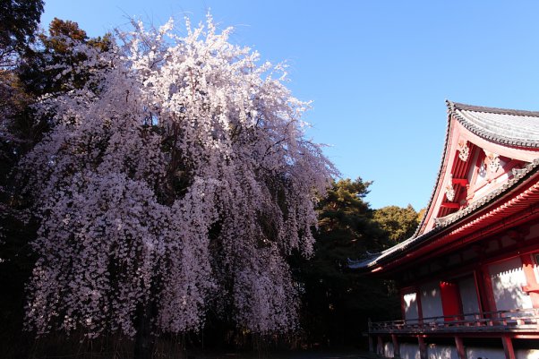 醍醐寺　しだれ桜　 "Daigoji" Kyoto Japan