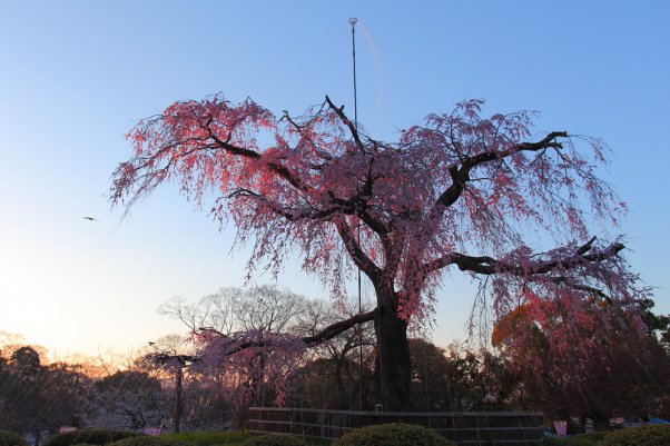 丸山公園　しだれ桜　　"MaruyamaPark" Kyoto Japan