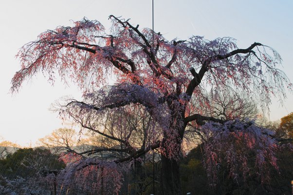 丸山公園　"MaruyamaPark" Kyoto Japan