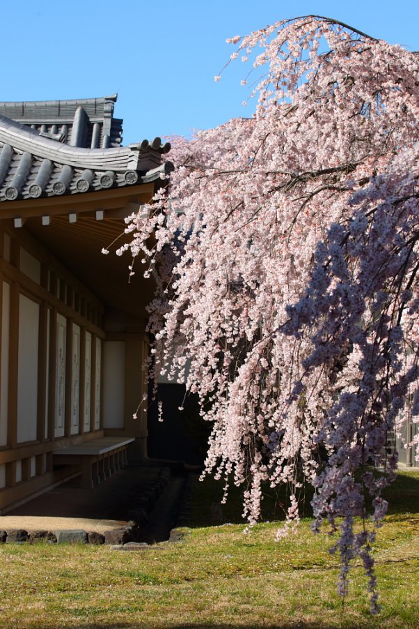 醍醐寺 "Daigoji" Kyoto Japan
