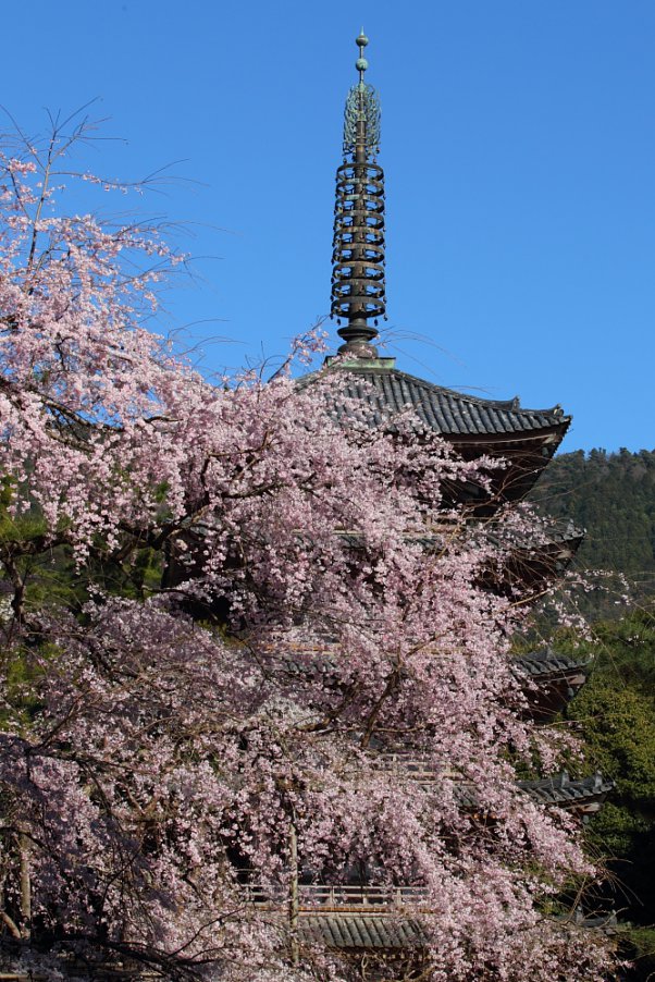 醍醐寺 "Daigoji" Kyoto Japan