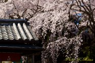 醍醐寺 "Daigoji" Kyoto Japan