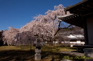 醍醐寺 "Daigoji" Kyoto Japan