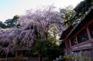 醍醐寺 "Daigoji" Kyoto Japan