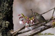 Cherry blossoms Carduelis spinus