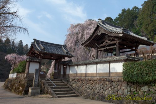 奈良　大野寺　"Oonotera The droop cherry blossoms"