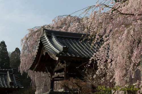 奈良　大野寺　"Oonotera The droop cherry blossoms"