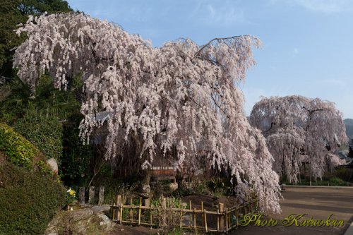 奈良　大野寺　"Oonotera The droop cherry blossoms"