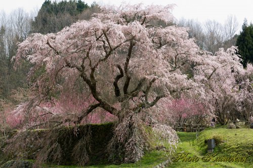  "Matabee Sakura" in Uda city, Nara, Japan