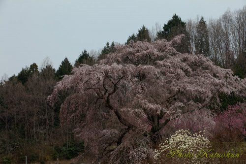  "Matabee Sakura" in Uda city, Nara, Japan