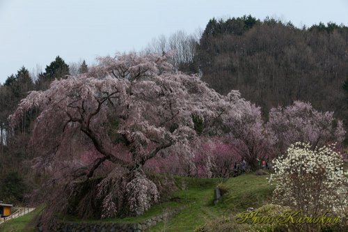  "Matabee Sakura" in Uda city, Nara, Japan