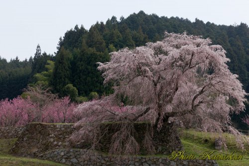  "Matabee Sakura" in Uda city, Nara, Japan