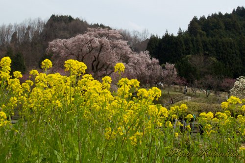  "Matabee Sakura" in Uda city, Nara, Japan