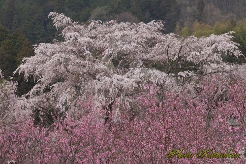  "Matabee Sakura" in Uda city, Nara, Japan