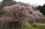 Nara Prefecture Uda City "MATABEESAKURA"