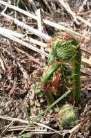 Ostrich fern