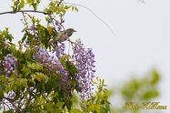 Wisteria floribunda