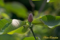 Japanese whitebark magnolia　朴の木