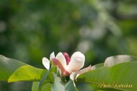 Japanese whitebark magnolia　朴の木