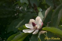 Japanese whitebark magnolia　朴の木