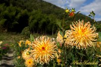 Dalia garden