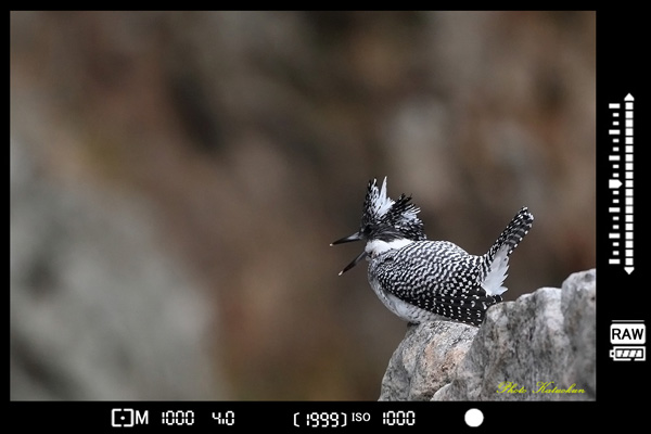 1D Mark IV　Crested Kingfisher EF540