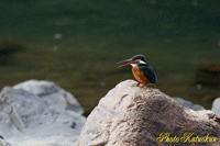 Common Kingfisher 　(15Photo 5.35MB)