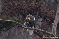 オオワシ　Steller's sea eagle  (41Photo 22.7MB)