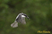 ヤマセミ　Crested Kingfisher  (6Photo 1.77 MB)